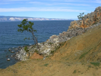 Ольхон, одинокое дерево