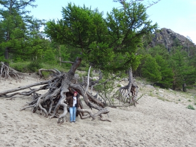 Ходульное дерево на песчаных пляжах Байкала